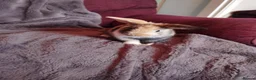 Mini Lop rabbits for sale: Stunning mixed sex mini lop rabbits  in Leamington Spa - Advert 5