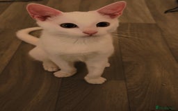 Oriental cats for sale: Male kitten  - Image 2