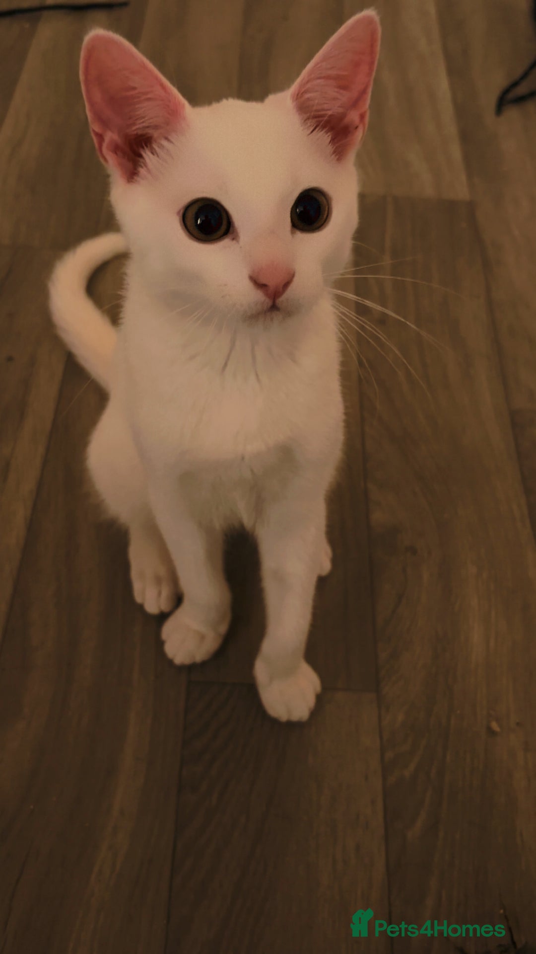 Oriental cats for sale: Male kitten  - Image 2