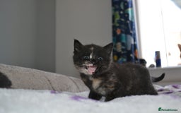 Domestic Shorthair cats for sale: 2 Male Long Hair Kittens - Image 3