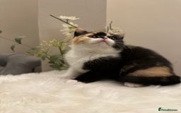 British Shorthair cats for sale: Lilac,Blue,BiColours & Colourpoint Registered  - Image 21
