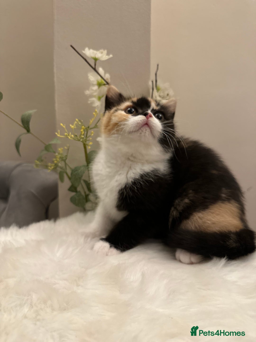 British Shorthair cats for sale: Lilac,Blue,BiColours & Colourpoint Registered  - Image 21
