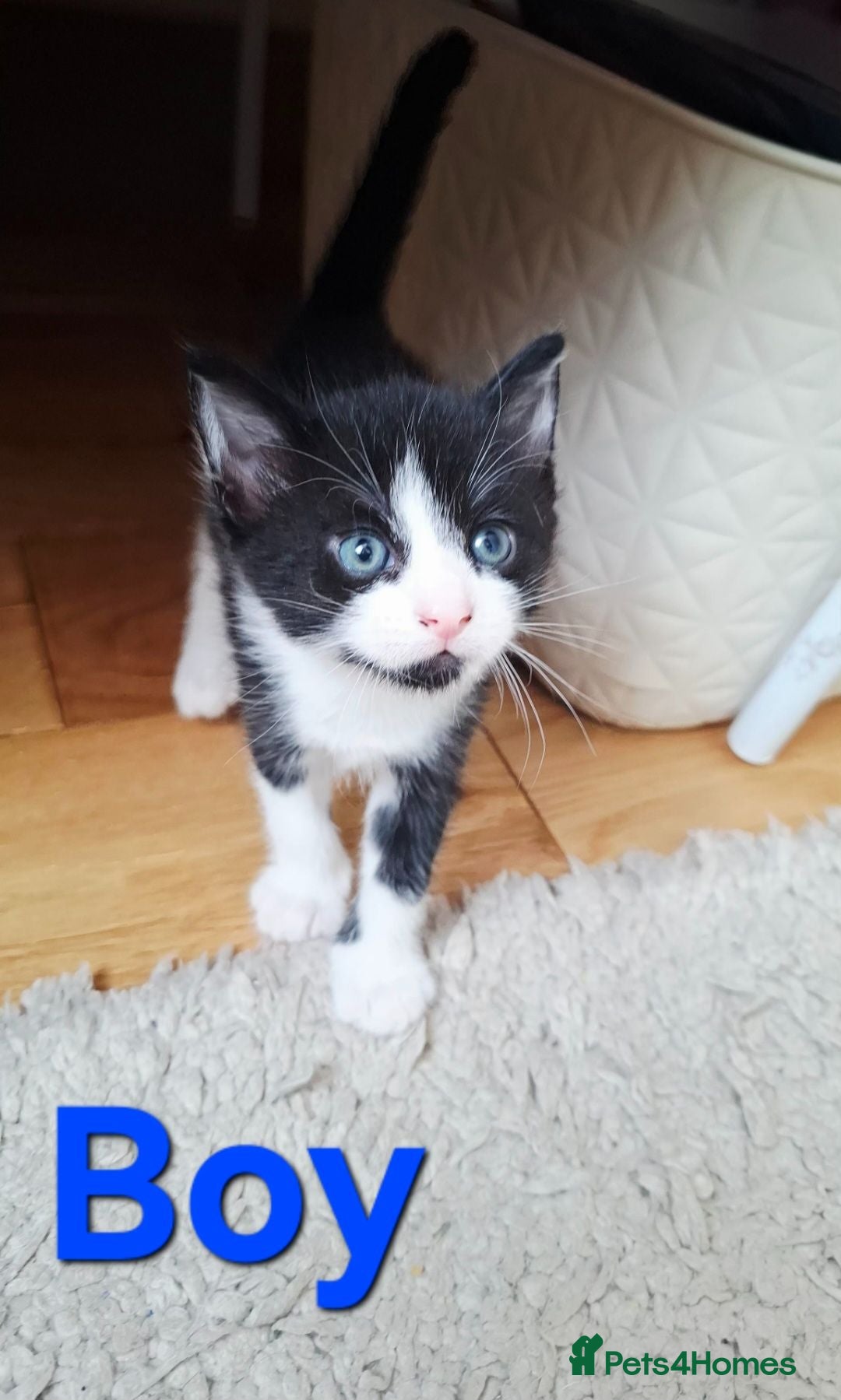 Mixed Breed cats Helen  - Advert 2