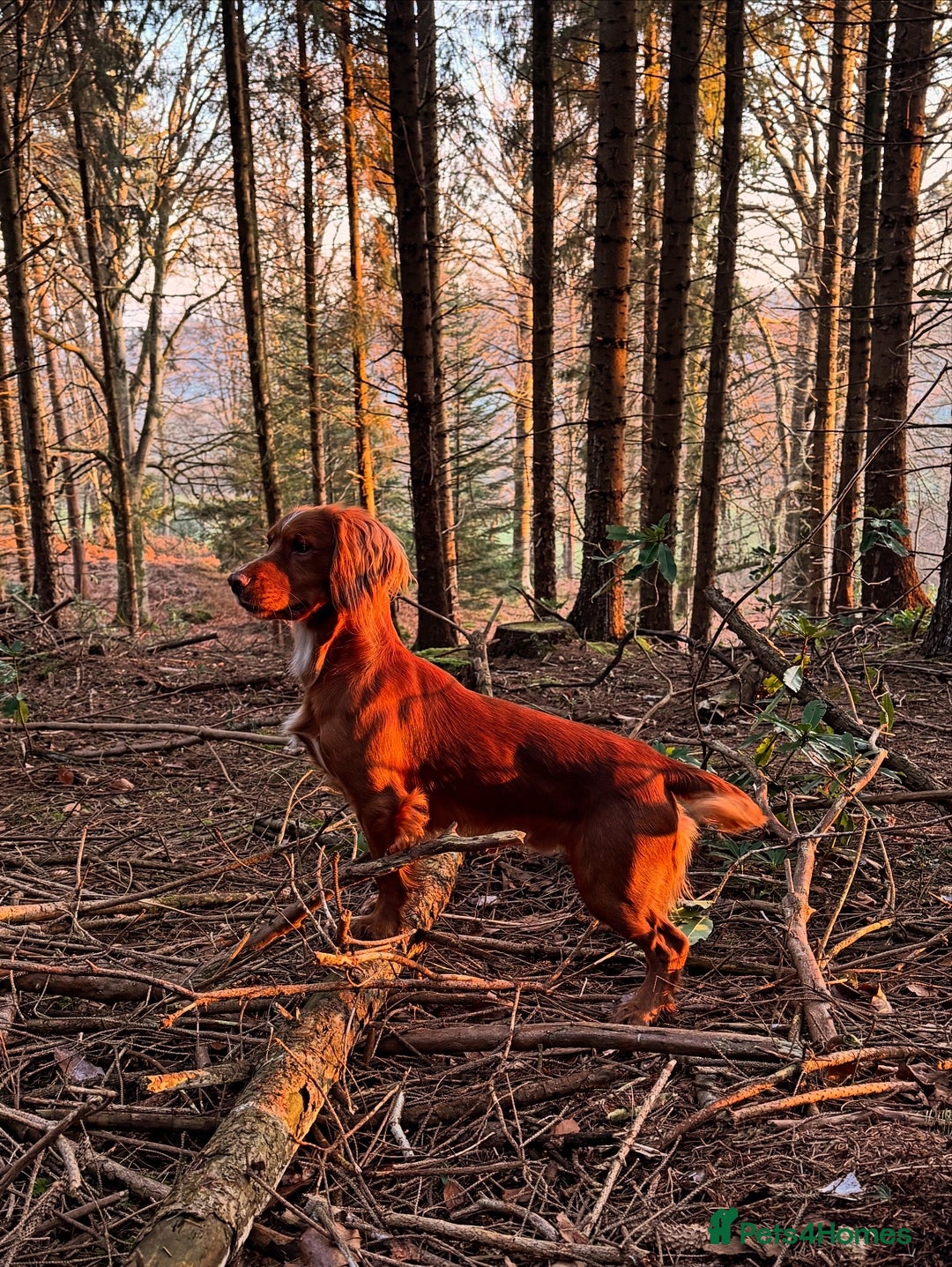 Cocker Spaniel dogs for stud: Health tested. Carries tan. KC reg.  in Blandford Forum - Advert 3