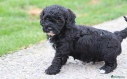 Cavapoochon dogs for sale: Beautiful Cavapoochon puppies for sale - Image 12