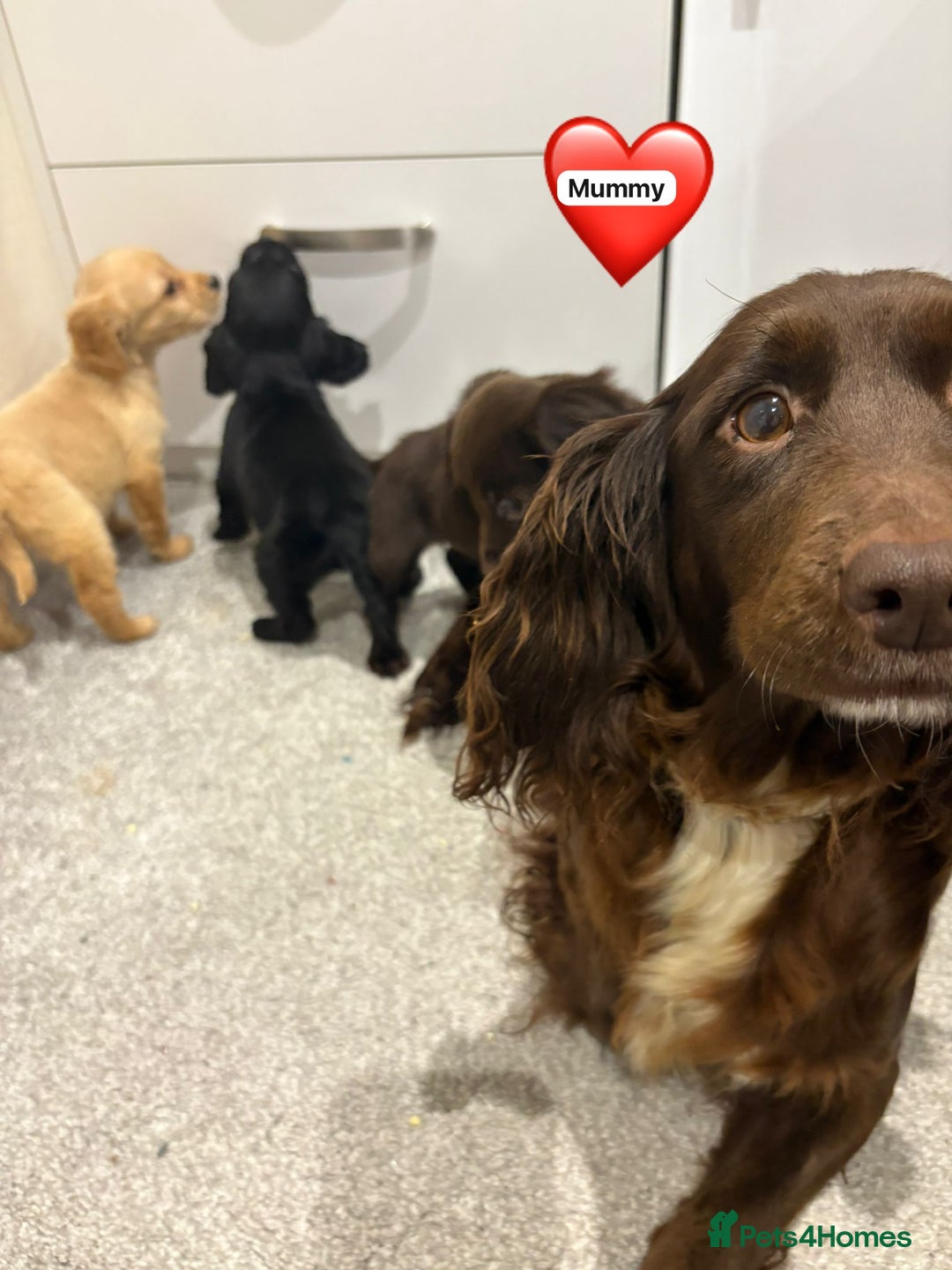 Cocker Spaniel dogs for sale: Cocker spaniel puppies ready to leave  - Advert 7