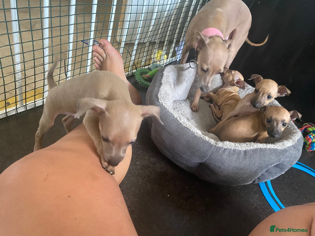 Italian Greyhound dogs for sale: Ready from next week Little Italian Greyhound pups - Image 27