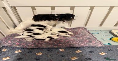 Papillon dogs - Advert 15