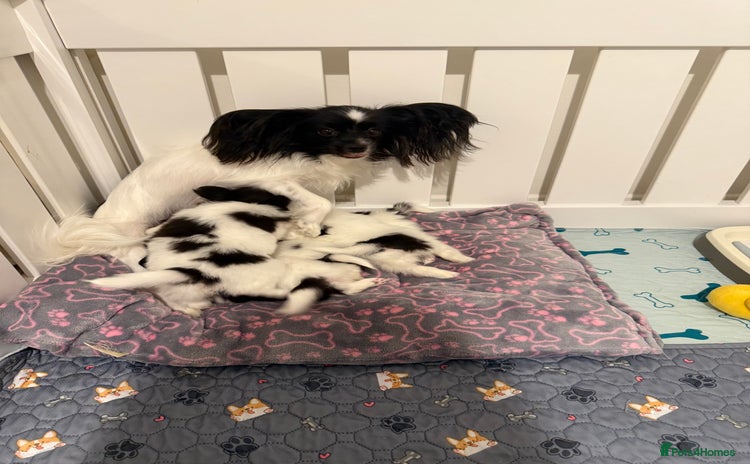 Papillon dogs - Advert 1