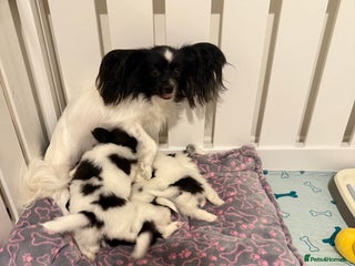 Papillon dogs - Advert 5