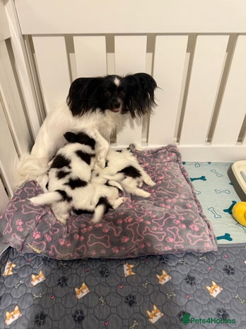 Papillon dogs - Advert 1