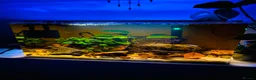 Tetras fish for sale: 🌿💞 70L Aquascape Setup in Dorchester - Advert 4