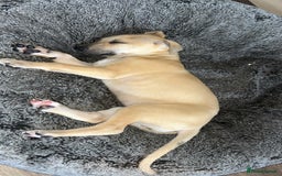 Whippet dogs for sale: 3 Whippets available from 10/09/25 - Image 2