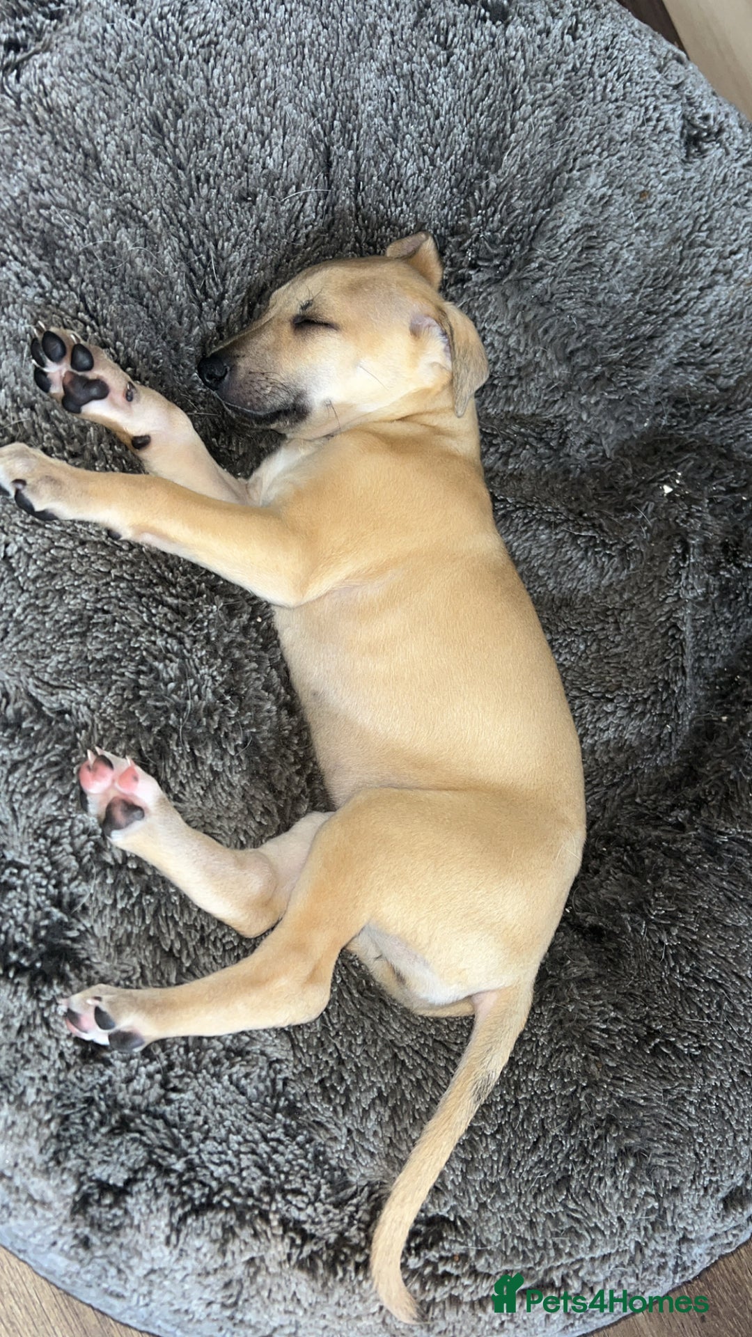 Whippet dogs for sale: 3 Whippets available from 10/09/25 - Image 2