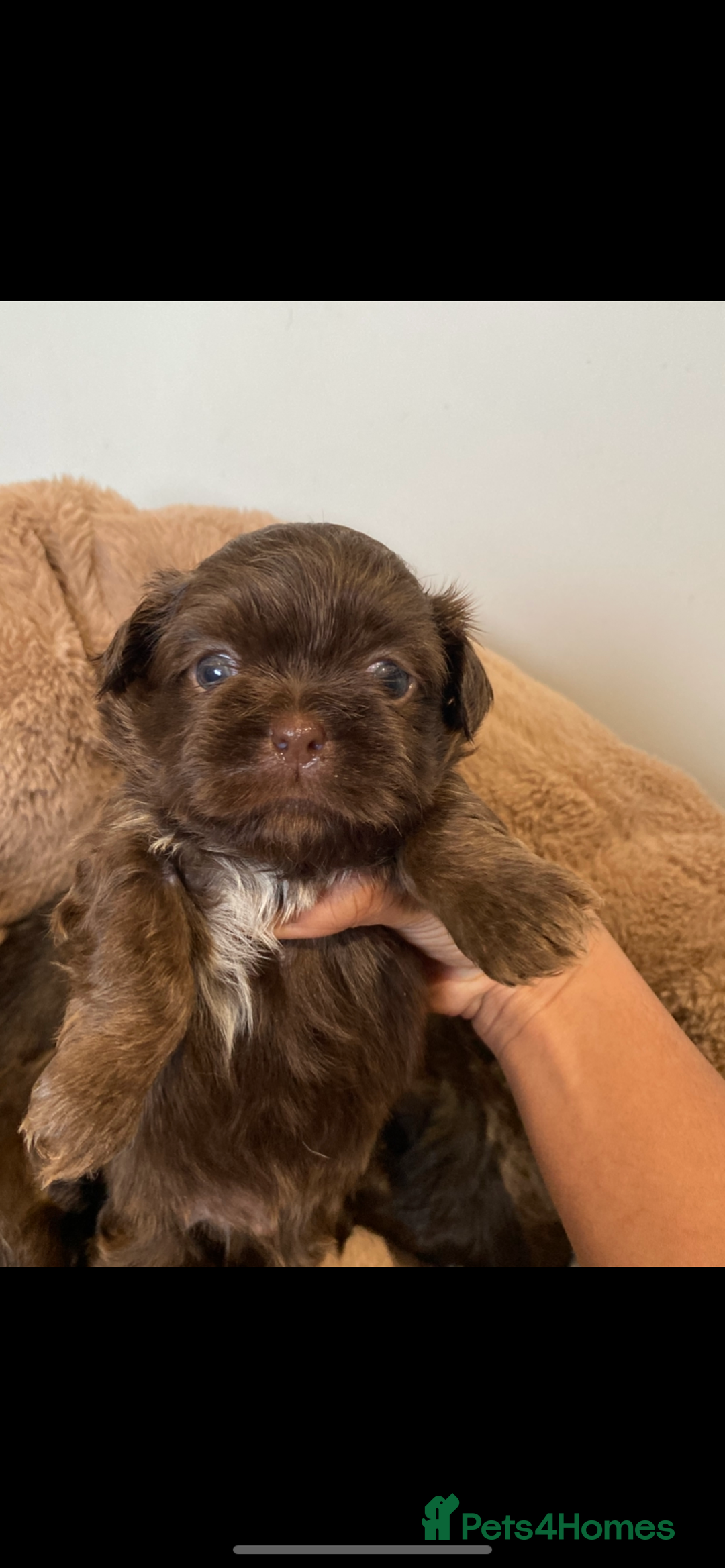 Shih Tzu dogs for sale: 😍 chocolate shihtzu😍 - Advert 4