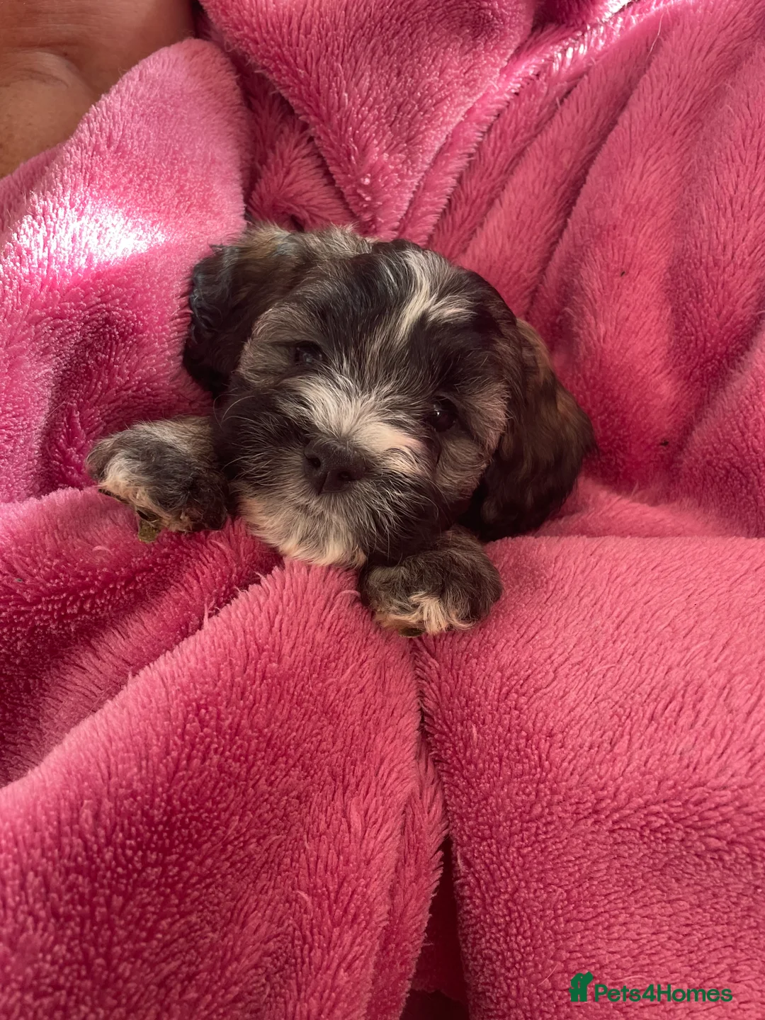Shihpoo dogs for sale: READY SOON  in Louth - Advert 2