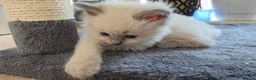 Ragdoll cats for sale: Gorgeous Ragdoll ready to leave 11 July - Advert 22