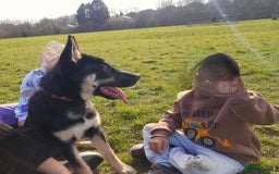 German Shepherd dogs for sale: Beautiful Family loving German Shepard - Image 2