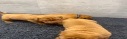 Dogue De Bordeaux dogs for sale: ** world class puppys** - Advert 12