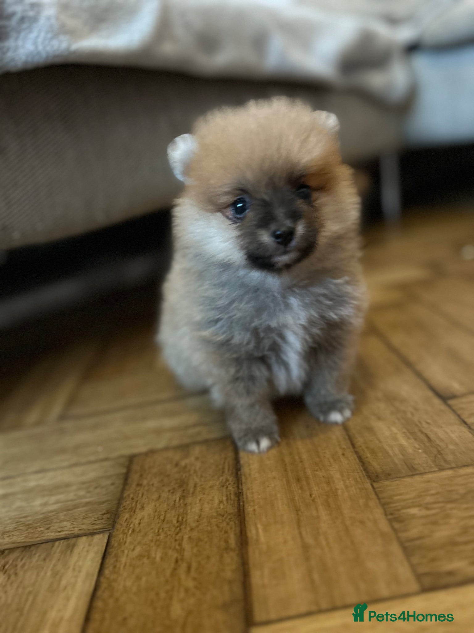 Pomeranian dogs Teddy bear Pomeranian puppies  - Advert 1