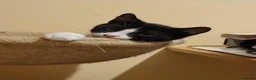 Domestic Shorthair cats for adoption: Shell - Advert 3