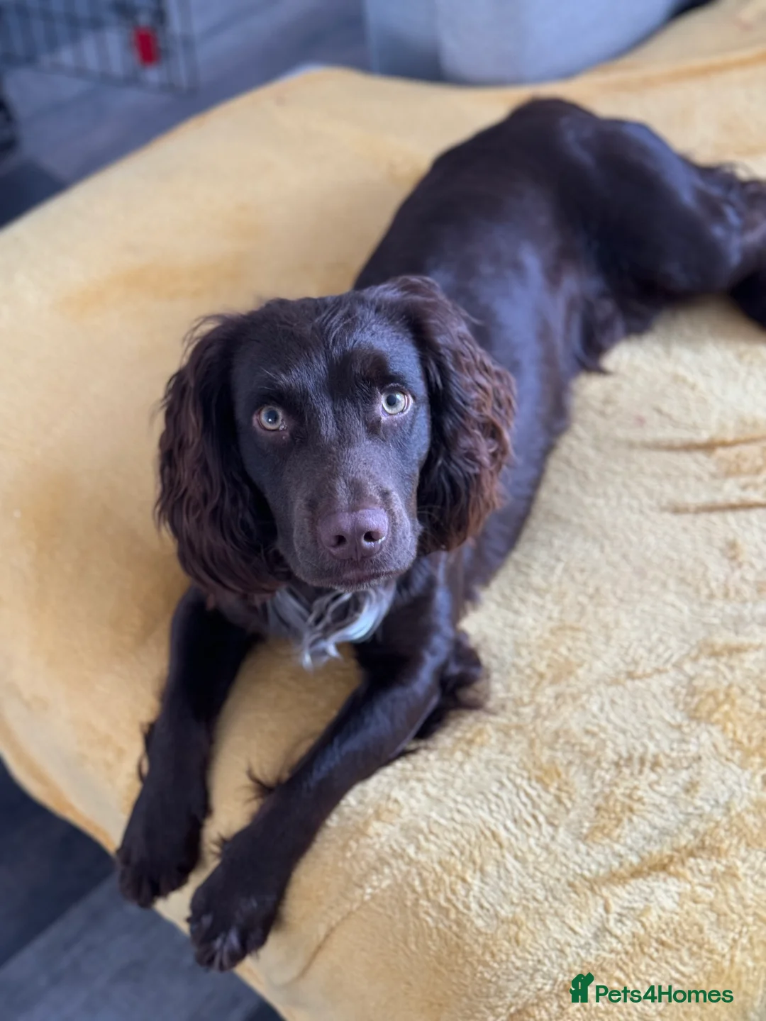Cocker Spaniel dogs for stud: Working cocker for Stud *proven* in Penicuik - Advert 7