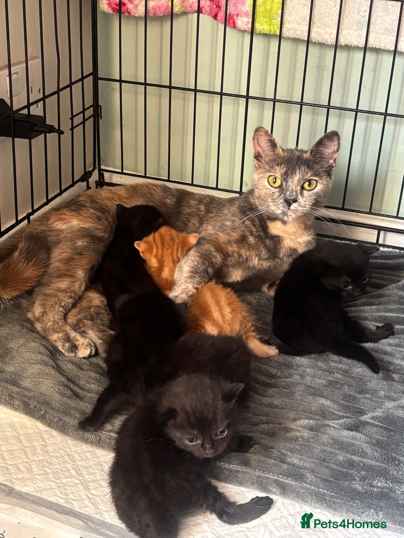 Mixed Breed cats Bsh cross mixed breed kittens  ready 17august  - Advert 15