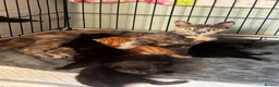 Mixed Breed cats for sale: Bsh cross mixed breed kittens  ready 17august  - Advert 5