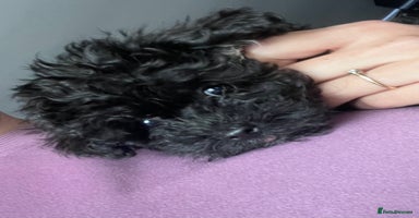 Yorkiepoo dogs Ready now last, perfect tiny beautiful Yorkipoo - Advert 1