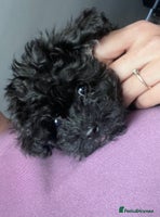 Yorkiepoo dogs Ready now last, perfect tiny beautiful Yorkipoo - Advert 3