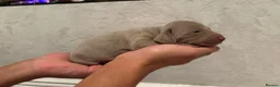 Weimaraner dogs for sale: 7 Weimaraner pups for sale ! in Hessle - Advert 5