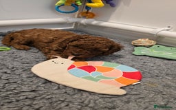 Cavapoo dogs for sale: Gorgeous Health Tested Cavapoo F1B Puppies - Image 2