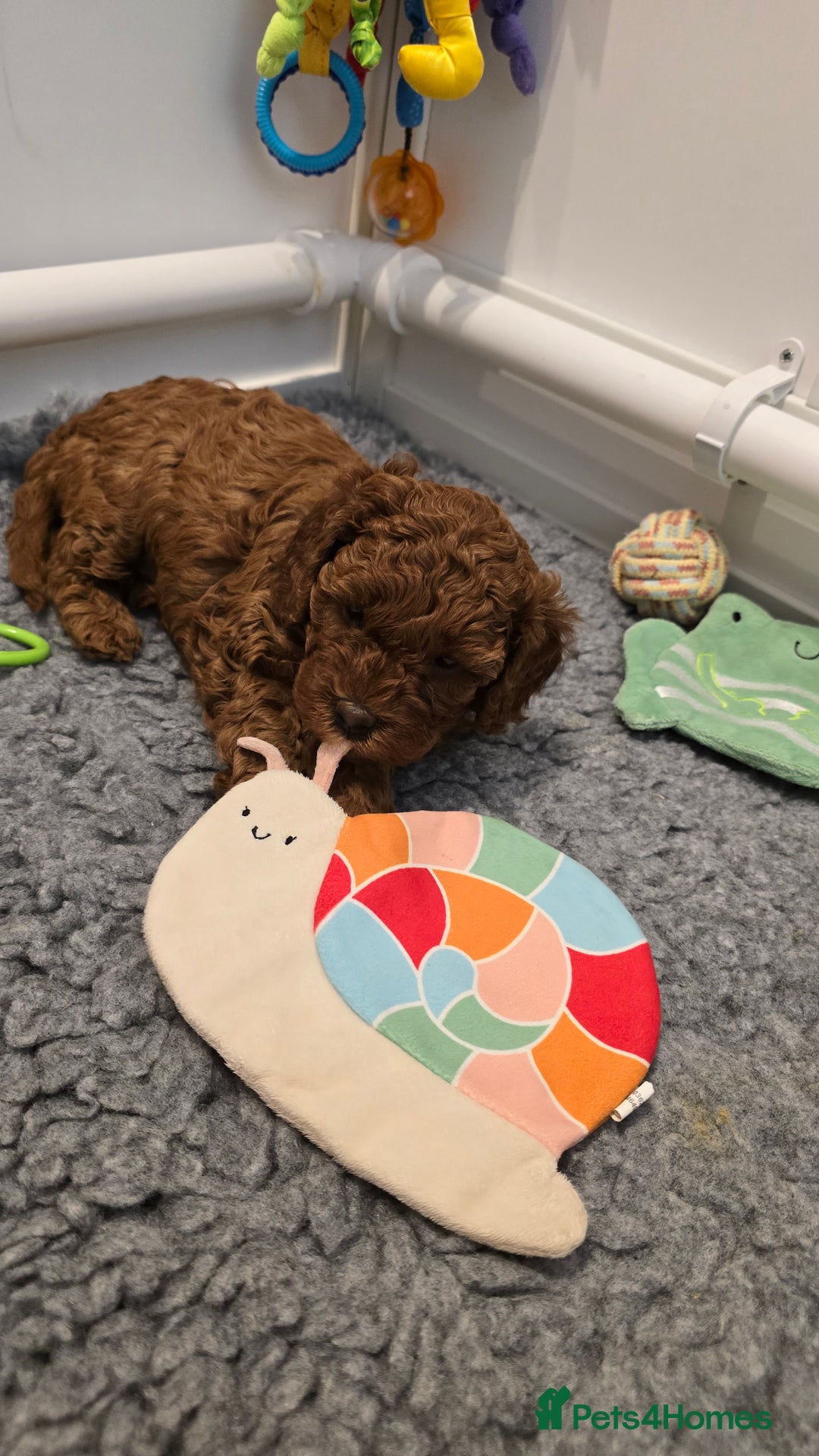 Cavapoo dogs for sale: Gorgeous Health Tested Cavapoo F1B Puppies - Image 2