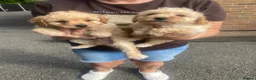 Toy Poodle dogs for sale: 🩷 Beautiful Toy Poodle Puppies 🩵 - Advert 14