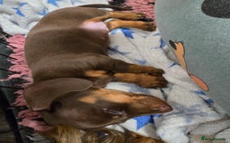 Miniature Dachshund dogs for sale: Galaxy Chocolate: Your Sweetest Adventure Awaits! - Image 13