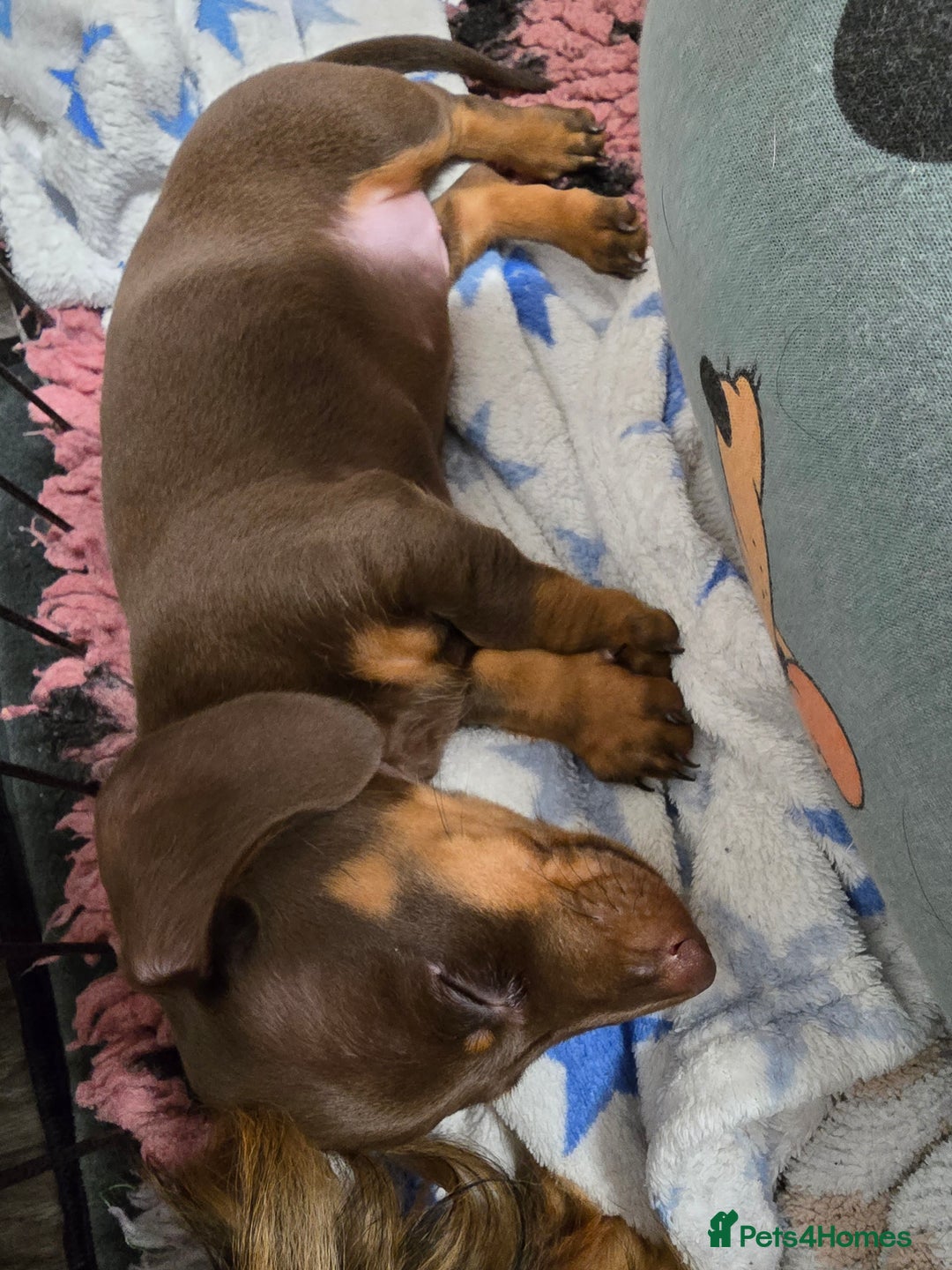 Miniature Dachshund dogs for sale: Galaxy Chocolate: Your Sweetest Adventure Awaits! - Image 13