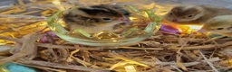 Quail poultry for sale: Coturnix quail hatching eggs and chics to order  - Advert 11