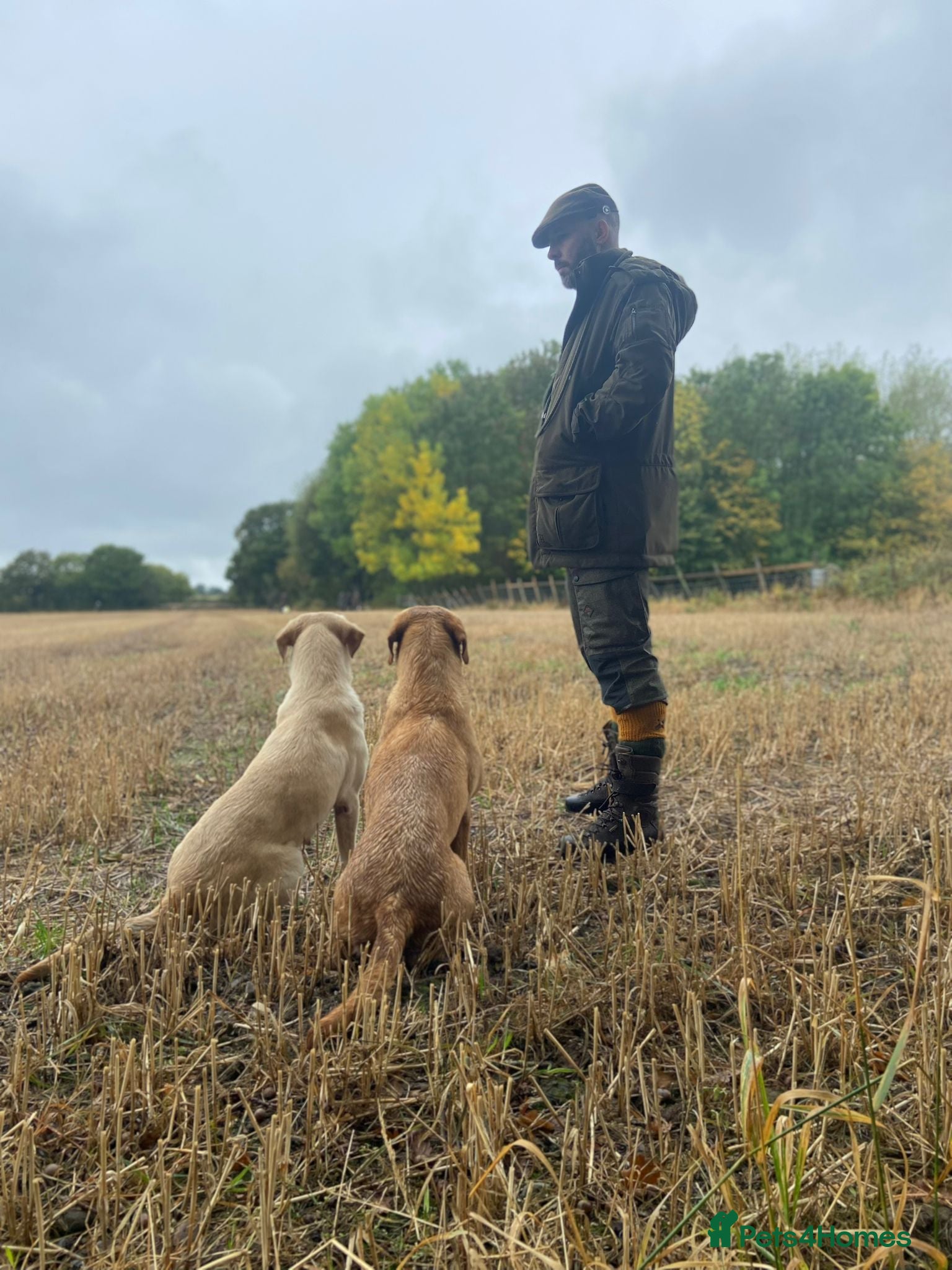 Labrador Retriever dogs Prestigious Field Trial Champion health tested KC - Advert 2