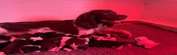 English Springer Spaniel dogs for sale: Therapy dog temperament, works well + off-switch - Advert 3