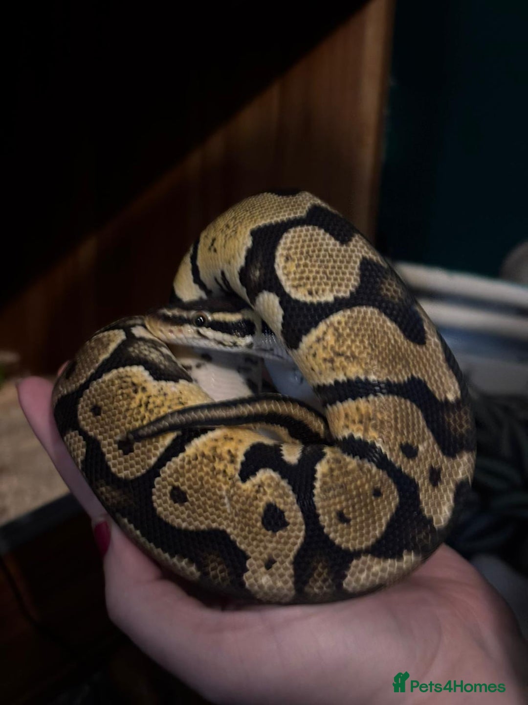 Snake reptiles for sale: Ball Python - Advert 3