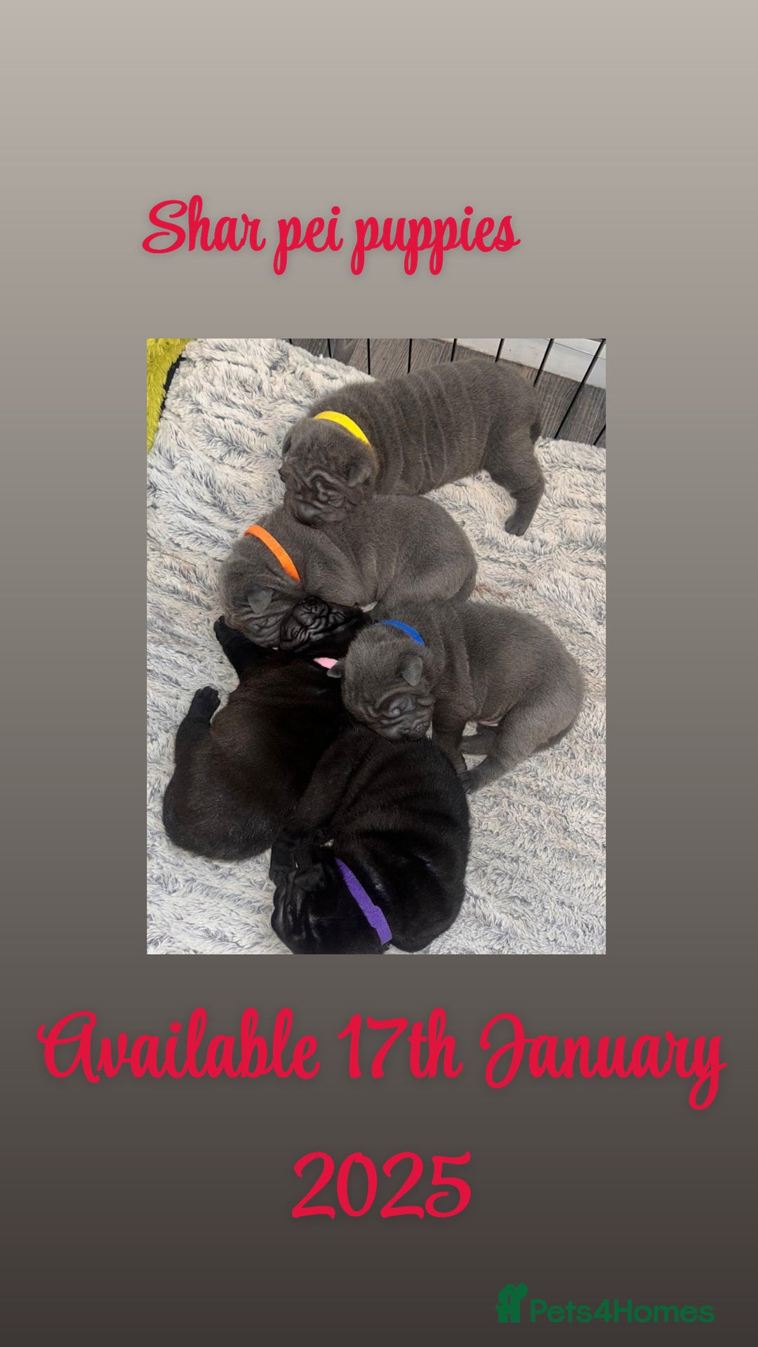 Shar Pei dogs for sale: Shar pei puppies - Advert 3