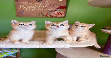 British Shorthair cats - Advert 13