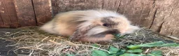 Mini Lion Lop rabbits for sale: Beautiful female mini lion lop - Advert 3