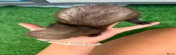 Ferret rodents for sale: 3 beautiful boys for sale  - Advert 8