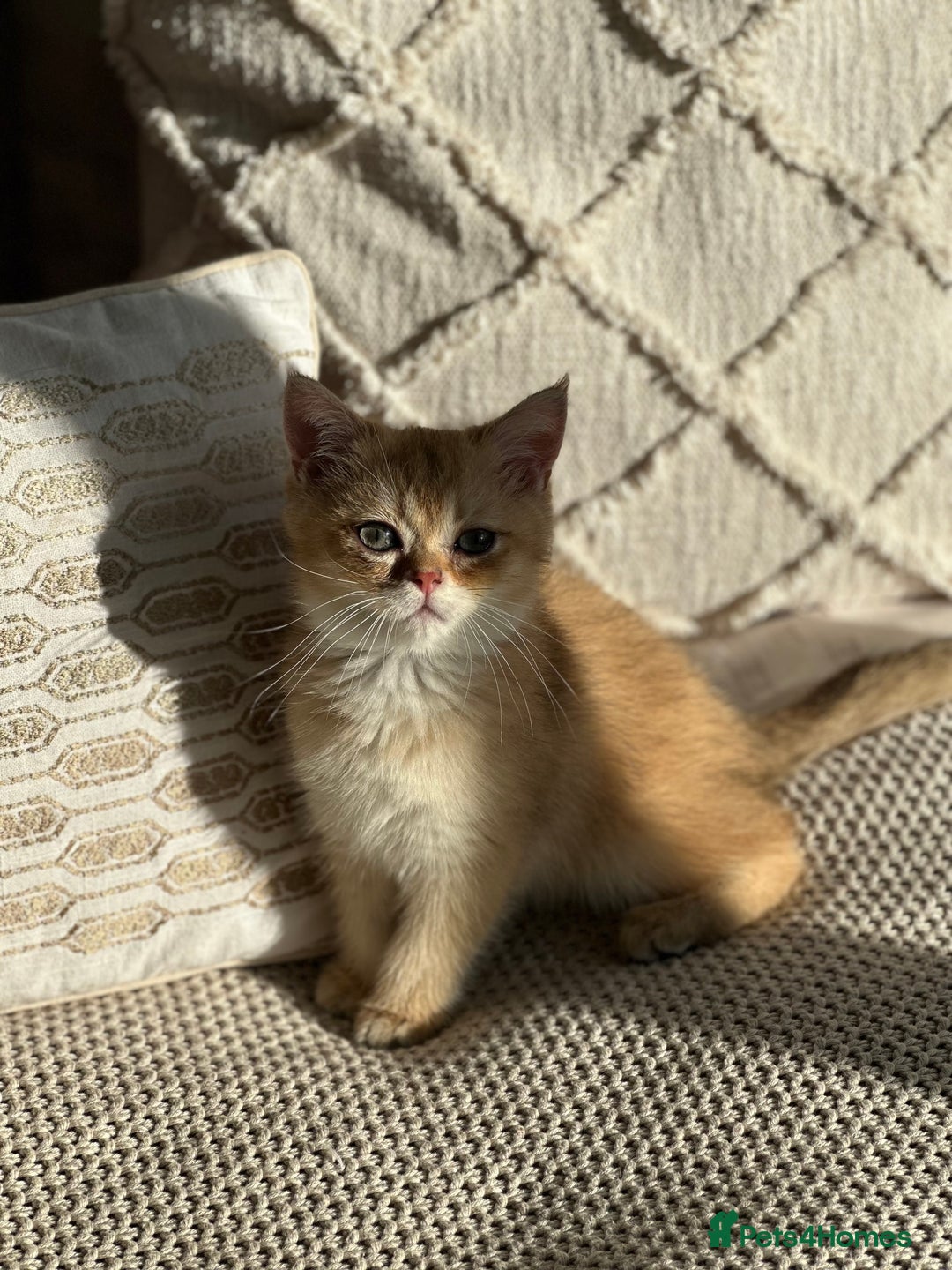 British Shorthair cats for sale: BSH BOY Golden Black kitten 14 weeks READY NOW - Advert 3
