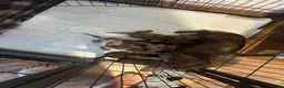 Miniature Dachshund dogs for sale: 6 beautiful miniature dachshund puppies - Advert 5