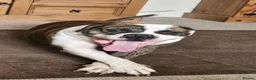 American Bulldog dogs for sale: Rogan  in Northampton - Advert 4