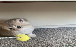 British Longhair cats for sale: ✨ Three adorable British Short/longhair kittens  - Image 15