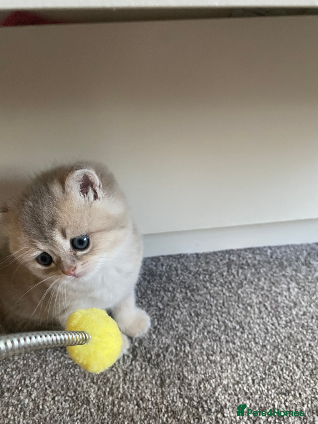 British Longhair cats for sale: ✨ Three adorable British Short/longhair kittens  - Image 15