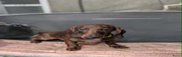 Miniature Dachshund dogs for sale: Miniature Dachshund puppies  - Advert 4